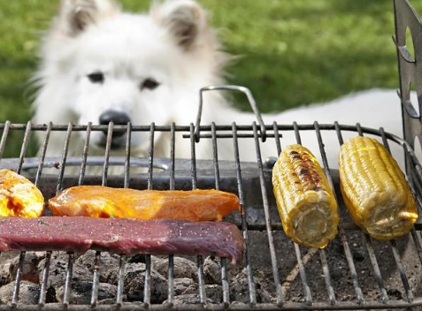 In England Hund frisst Maiskolben und stirbt   was Herrchen jetzt sagt, betrifft uns alle